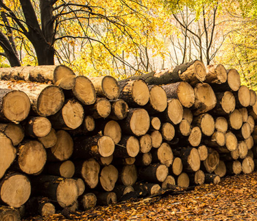 新云木業(yè)進行森林認證